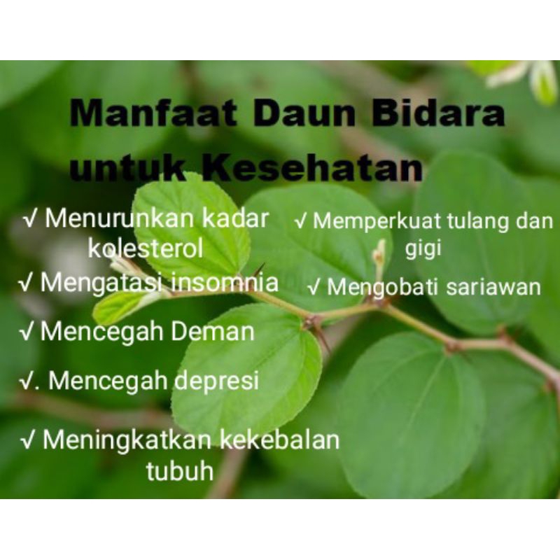 

DAUN PIDARA ARAB ASLI