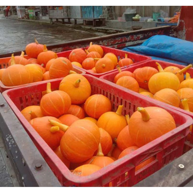 

KABOCA LABU MADU PAMPKIN 700GR UP