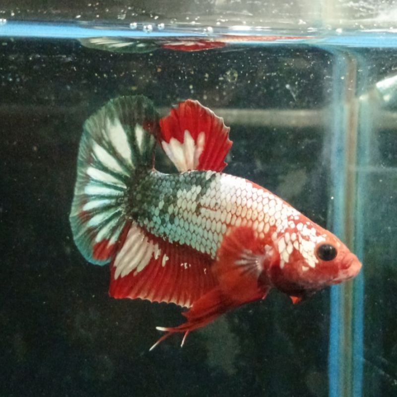 FCCP Merah