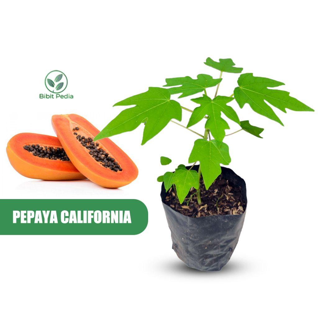 Bibit Pepaya California Madu Tanaman Buah Pepaya Calina