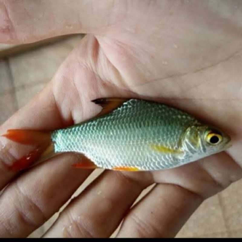 Kaviat Hijau 10cm | Pilihan Terbaik Untuk Aquarium Kolam