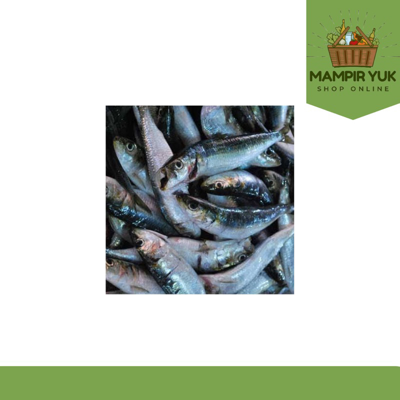 

Ikan kocing 500gr-1kg | mampiryuk