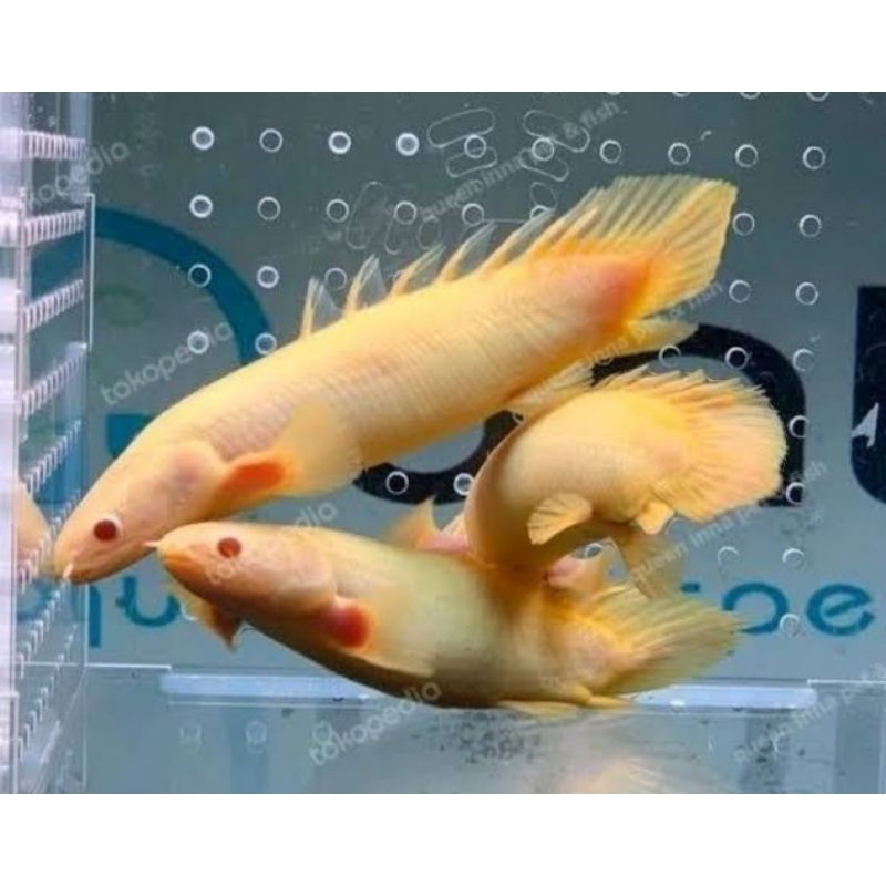 diskon palmas putih bergaransi size 17-20cm