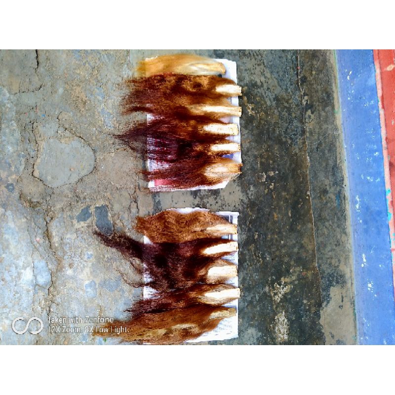 

Ekor sapi pendek