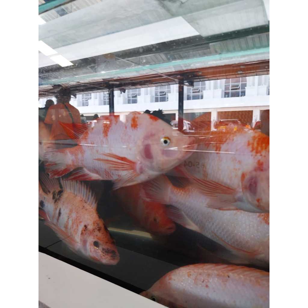 

IKan Gurame Hidup Segar Potong Dadakan
