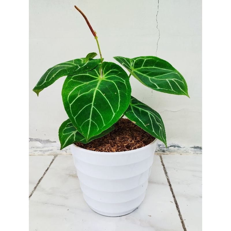 Tanaman Hias hidup kuping gajah sudah berikut pot dan media Tanam