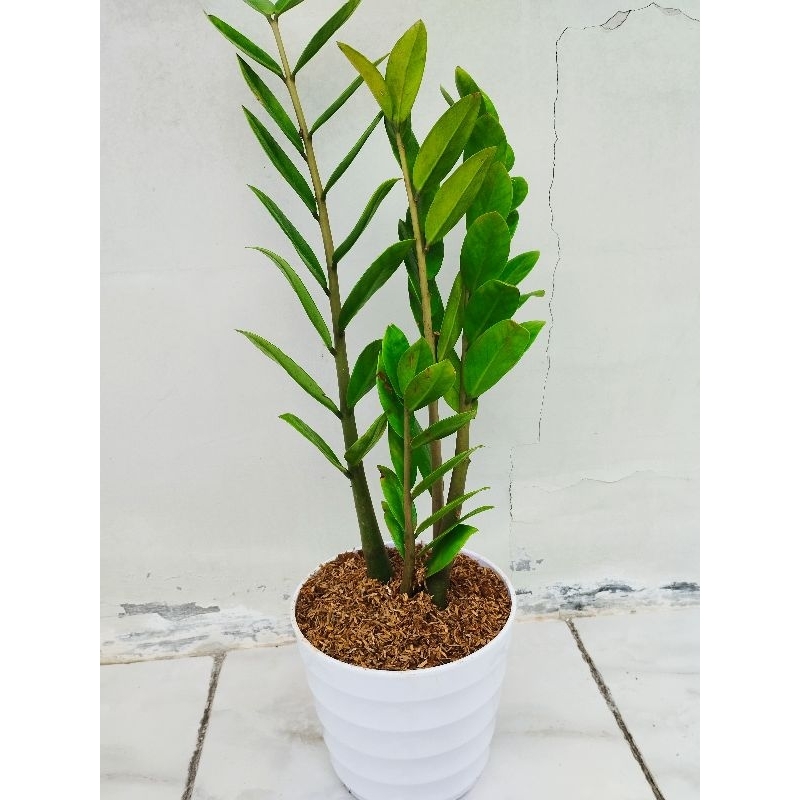 Tanaman hias hidup dolar zamia sudah termasuk pot dan Media Tanam