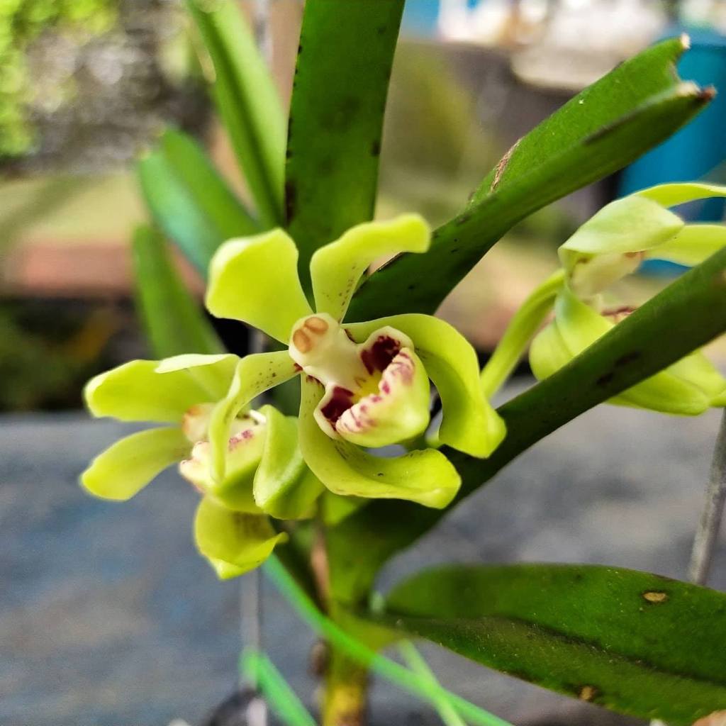 Vanda Pumila : Anggrek Mini dengan Keunikan dan Keindahan Tersendiri
