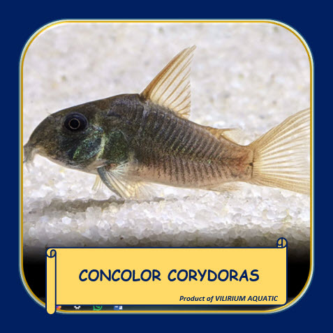 IKAN HIAS AIR TAWAR - CORYDORAS CONCOLOR / CORYDORAS SLATE