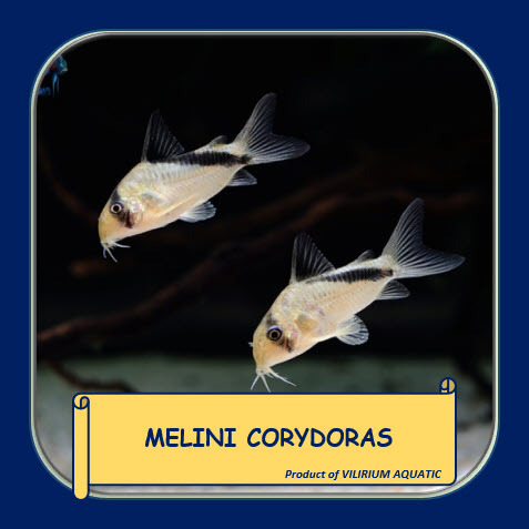 IKAN HIAS AIR TAWAR - CORYDORAS MELINI / CORYDORAS BANDID
