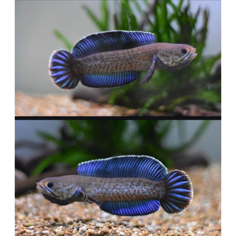 ( Garansi ) Andrao 10 cm