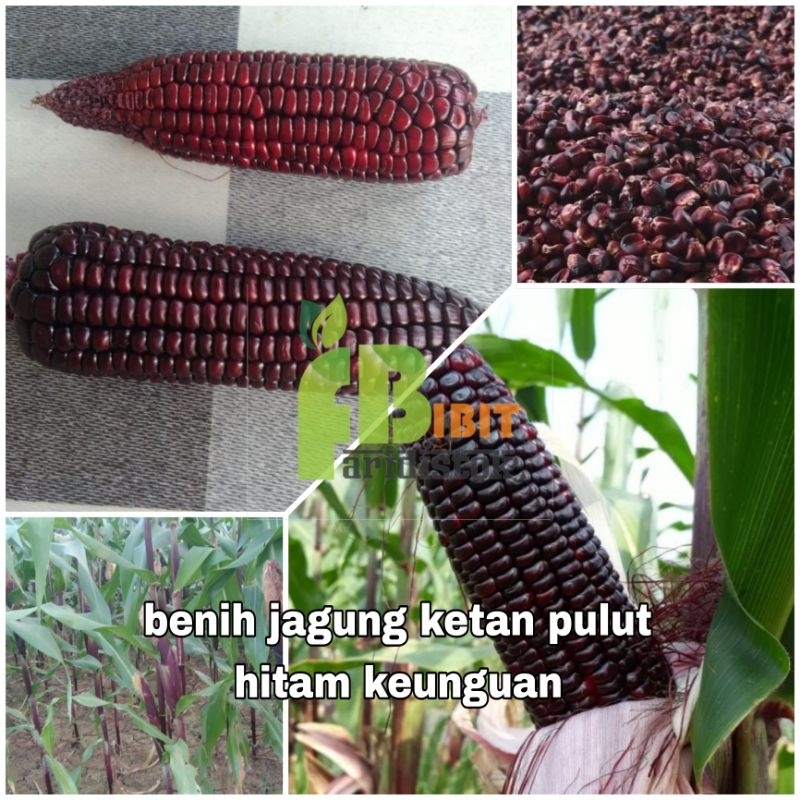 500 biji benih jagung pulut ungu kehitaman