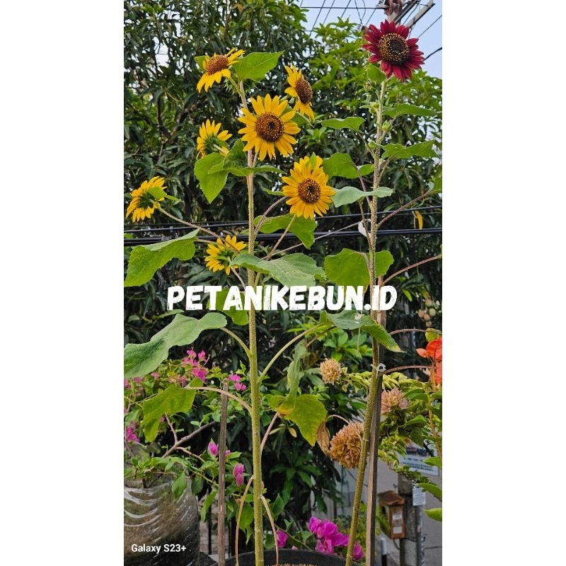 BIJI BUNGA MATAHARI MERAH MIX/SUNFLOWER/HIMAWARI