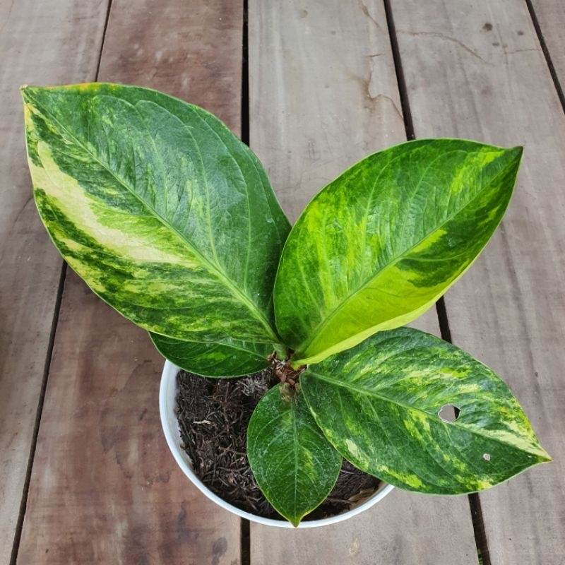 Anthurium Jenmanii Mangkok Tornado Hybrid Variegata Anturium Jemani Mk Tornado Hibrid Varigata Jeman