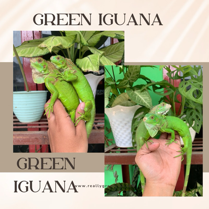 kandang reptile iguana green / iguana green / green iguana