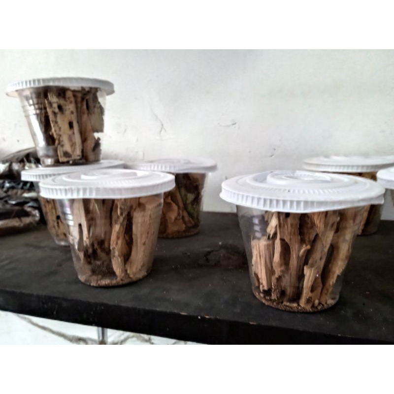 rangas umpan gacor mancing wader