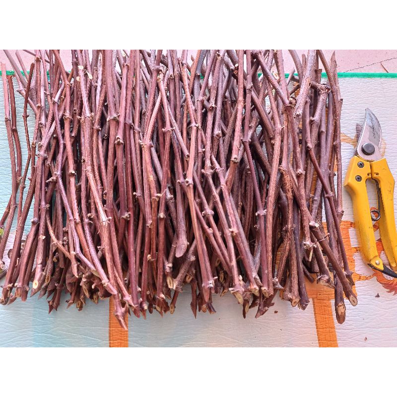 rs rootstock kober 5bb