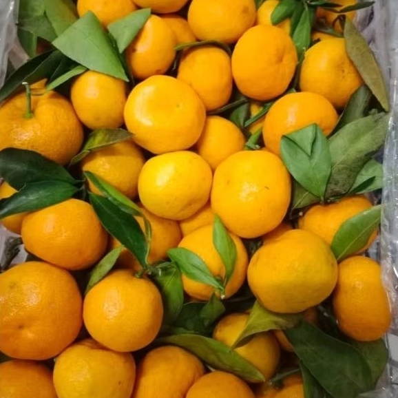 

jeruk santang daun fresh