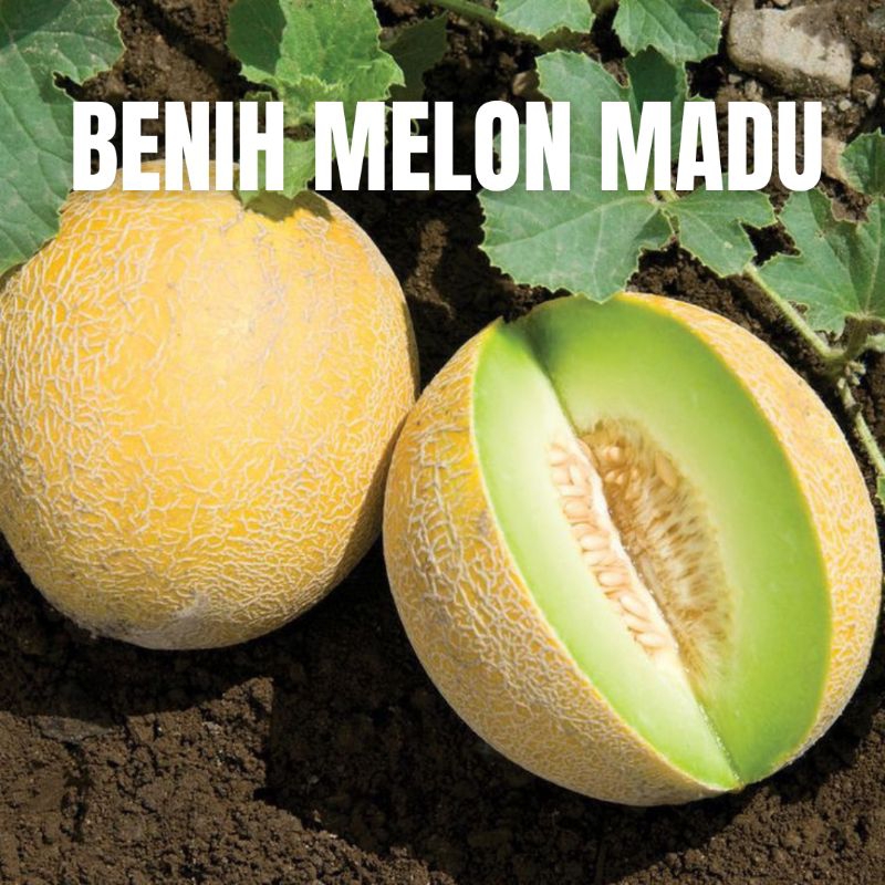 20 Benih / Biji Melon Madu Super Manis