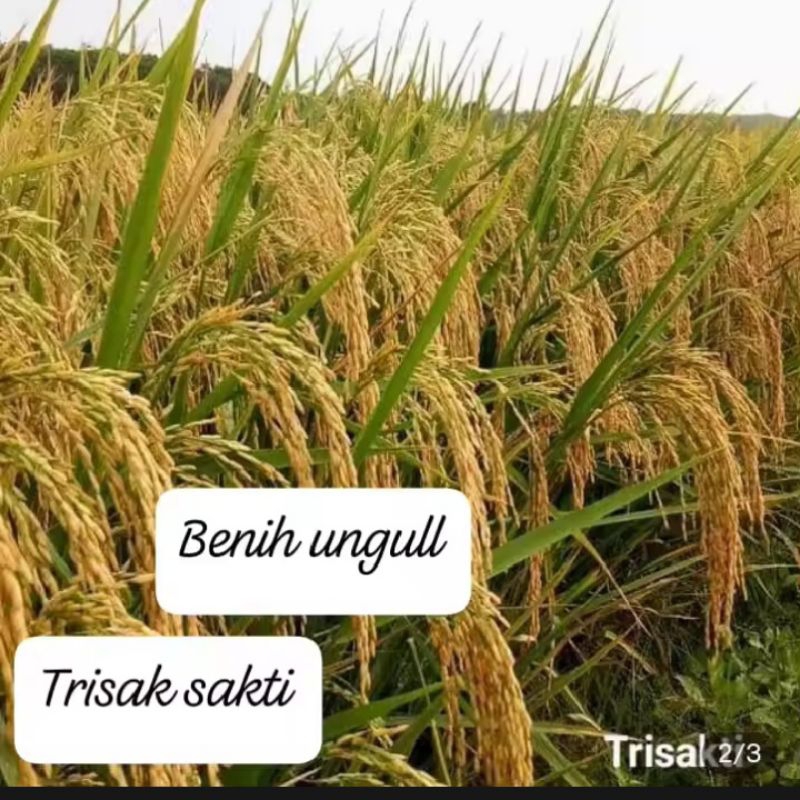 Benih padi TRISAKTI NEW 70 hst 5kg
