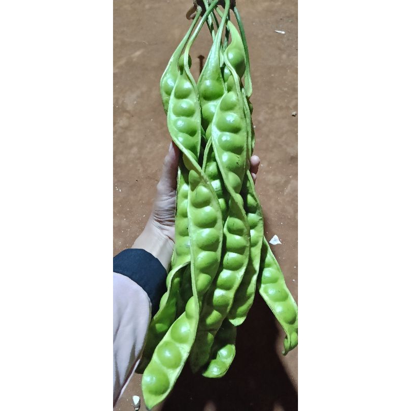 

petai jawa di jamin tua per iket 10 lonjor atau 10 papan petai