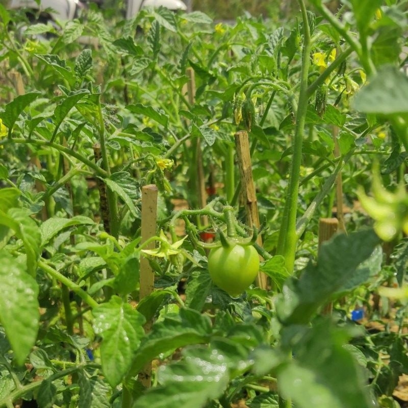 tanaman sayur tomat kualitas f1 sudah rimbun (berbunga/berbuah)