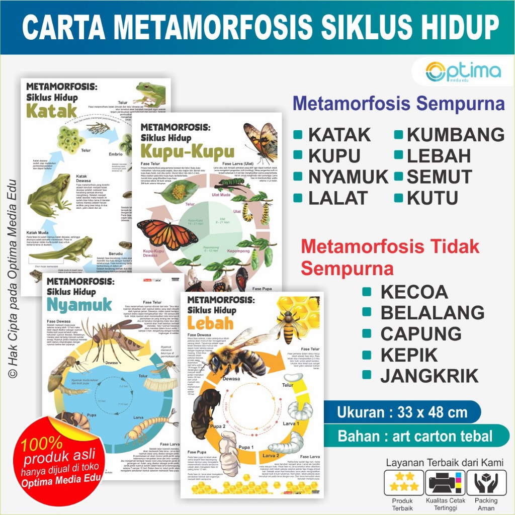 Poster Carta Metamorfosis Sempurna dan Metamorfosis Tidak Sempurna  Siklus Hidup Hewan