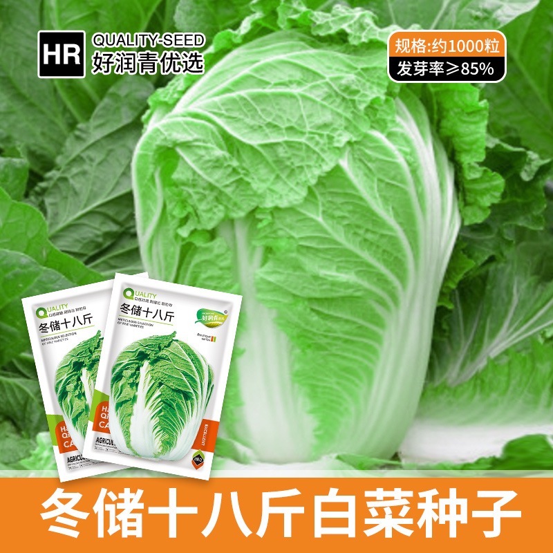 (1000 Biji) Benih Sawi Putih Super Besar Jumbo F1 Import