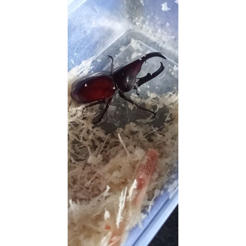 kumbang tanduk x.gideon hidup jantan