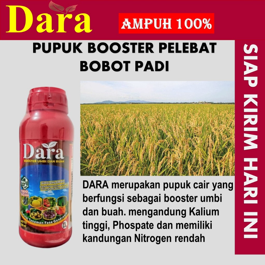 Pupuk Cair Obat Penyubur Buah Padi  DARA 500 ml - Obat Perangsang Buah Tanaman Padi - Obat Memperban