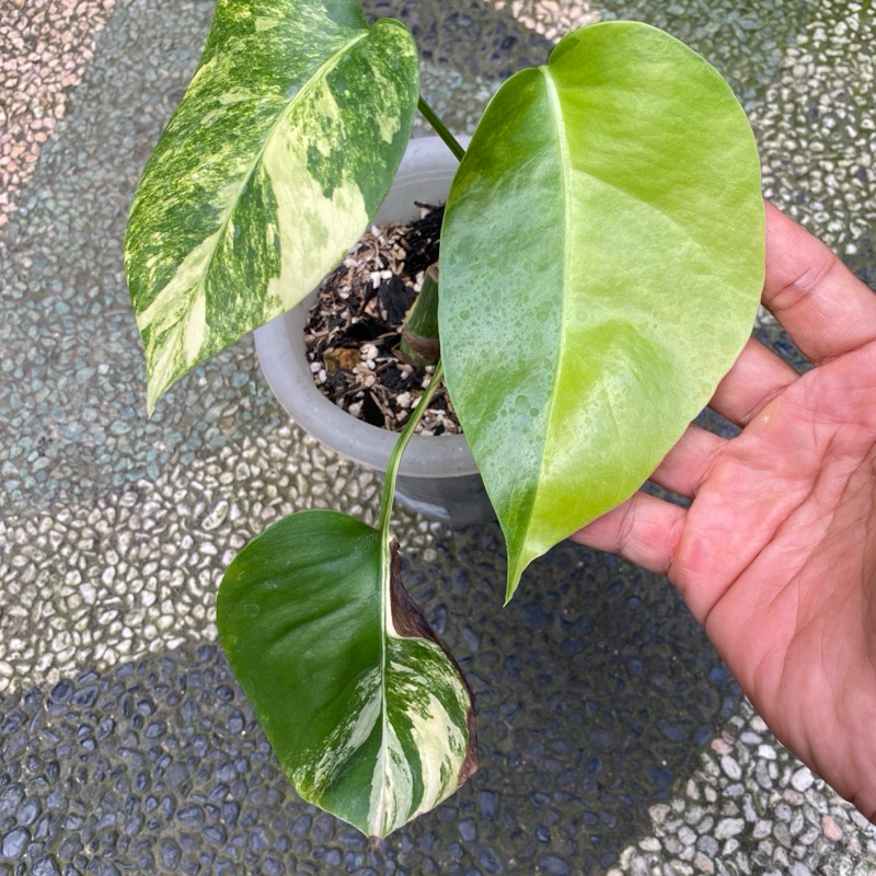 monstera marmorata varigata