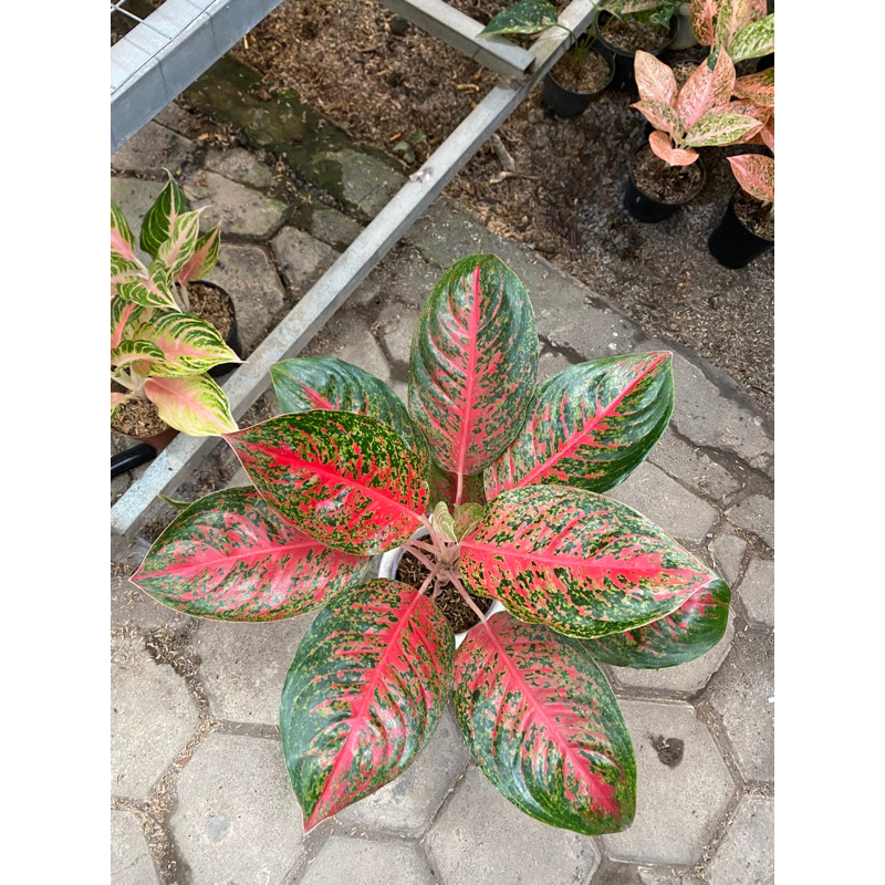 Aglaonema Red Regency