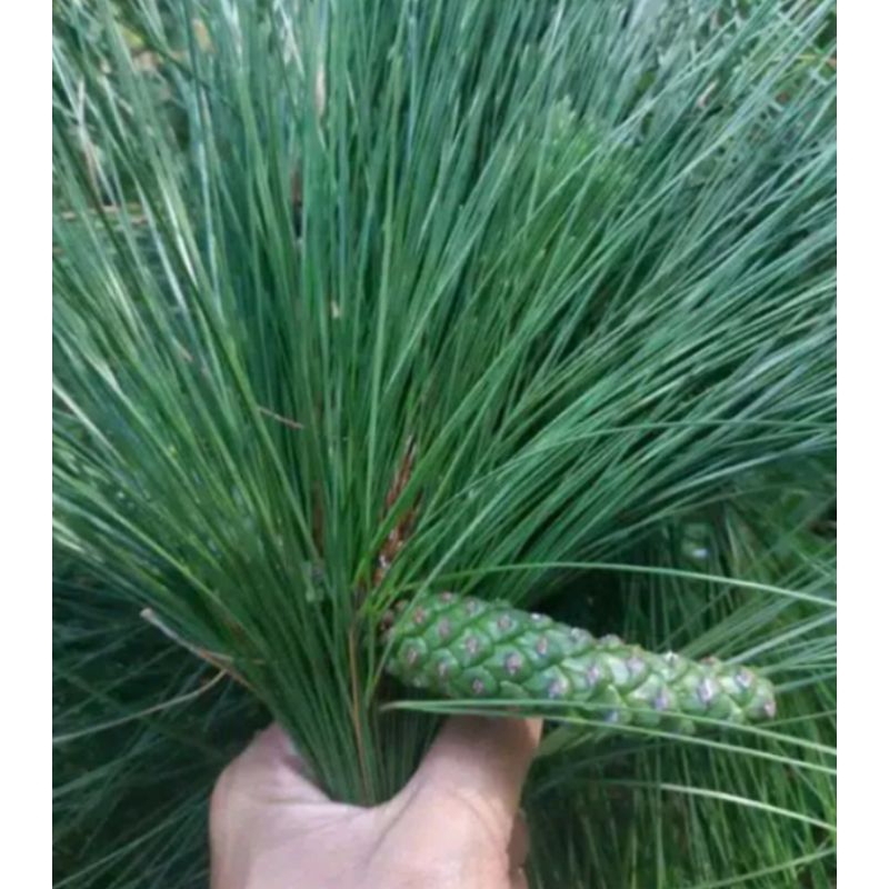 

1KG DAUN PINUS SEGAR KUALTAS SUPER OBAT STROKE
