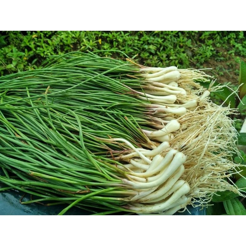 

RB sayuran kuncay 1 kg