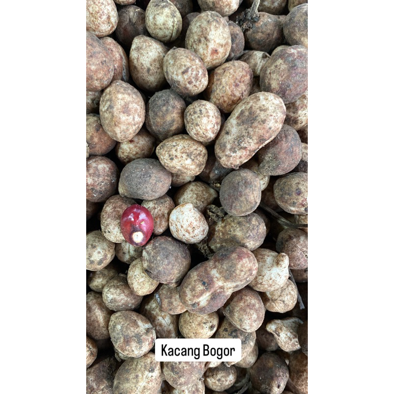 

KACANG BOGOR