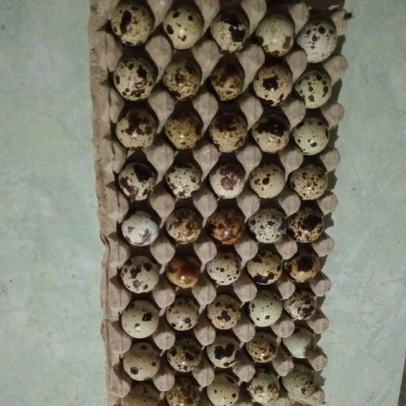 

telur puyuh