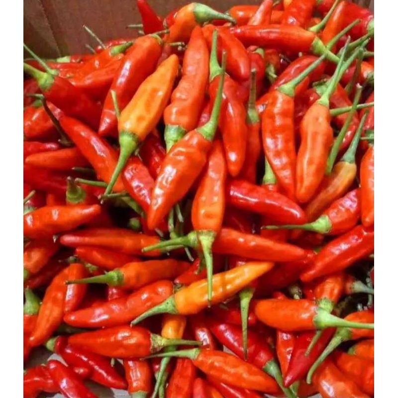 

cbe rawit merah pres seger langsung petik dari kebun 1kg