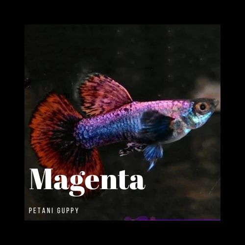 Dekorasi Aquarium Guppy Magenta Grade A