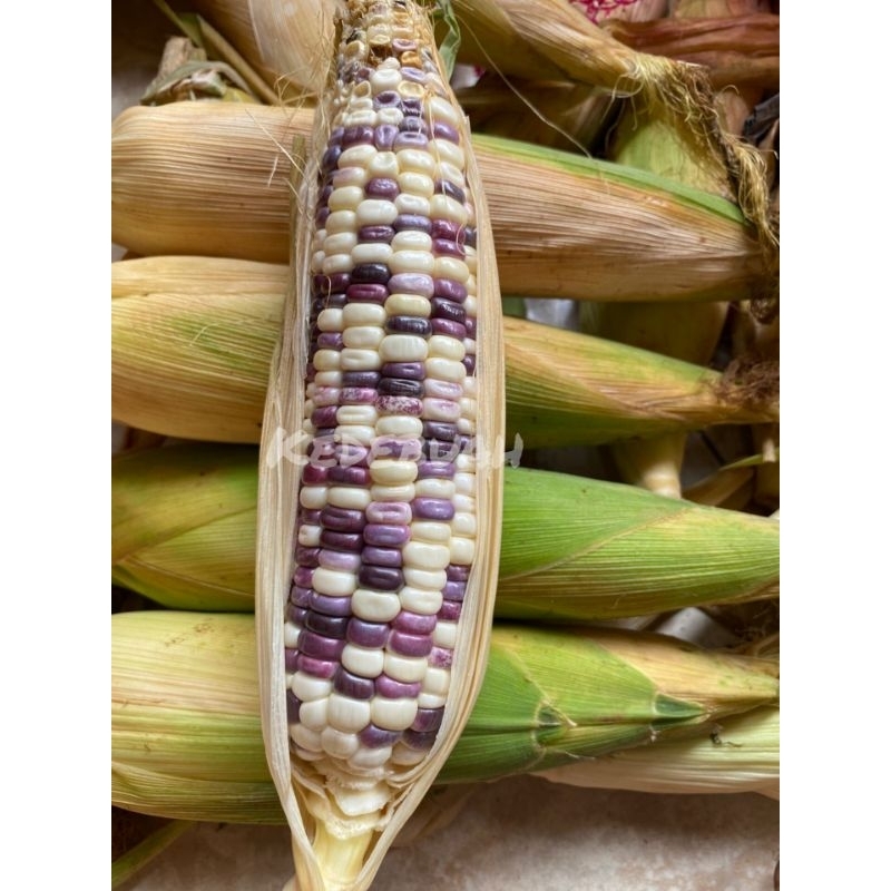 

RB Jagung Ketan Ungu Putih 1 Kg