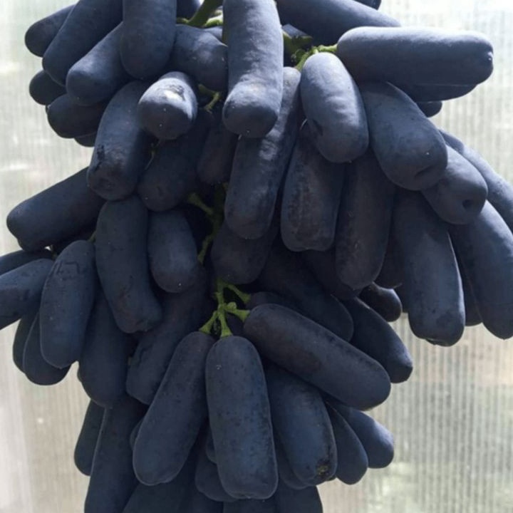 BIBIT ANGGUR MOONDROP ASLI GRAFTING bibit anggur  bibit anggur