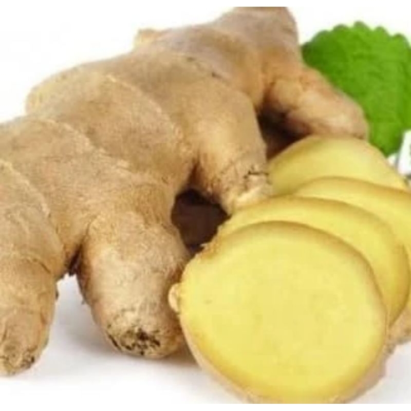 

Jahe putih/Jahe gajah segar rempah untuk masakan khas Indonesia
