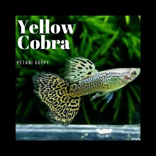 Dekorasi Aquarium Guppy Yellow Cobra Grade A