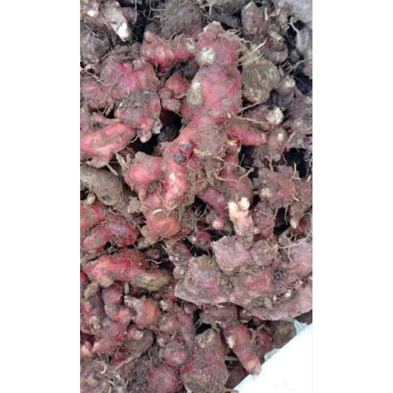 

Jahe /jahe merah 1 kg/ Jahe merah Medan, jahe segar/ jahe 1 kg