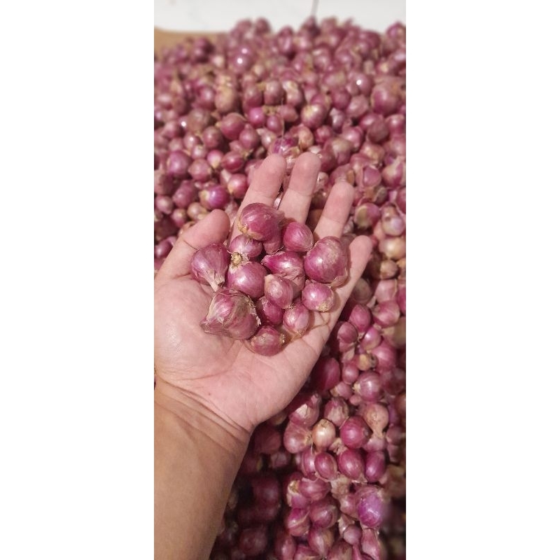 

BAWANG MERAH PROBOLINGGO MEDIUM KEMASAN 1 KILO GRAM