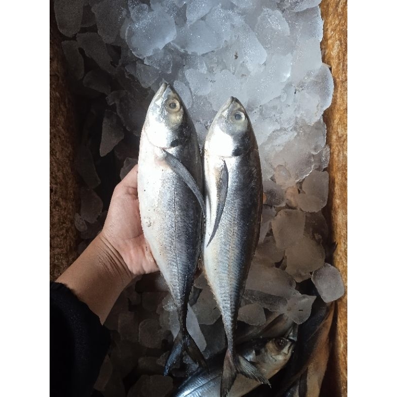 

cakalang/ikan laut/ ikan cakalang