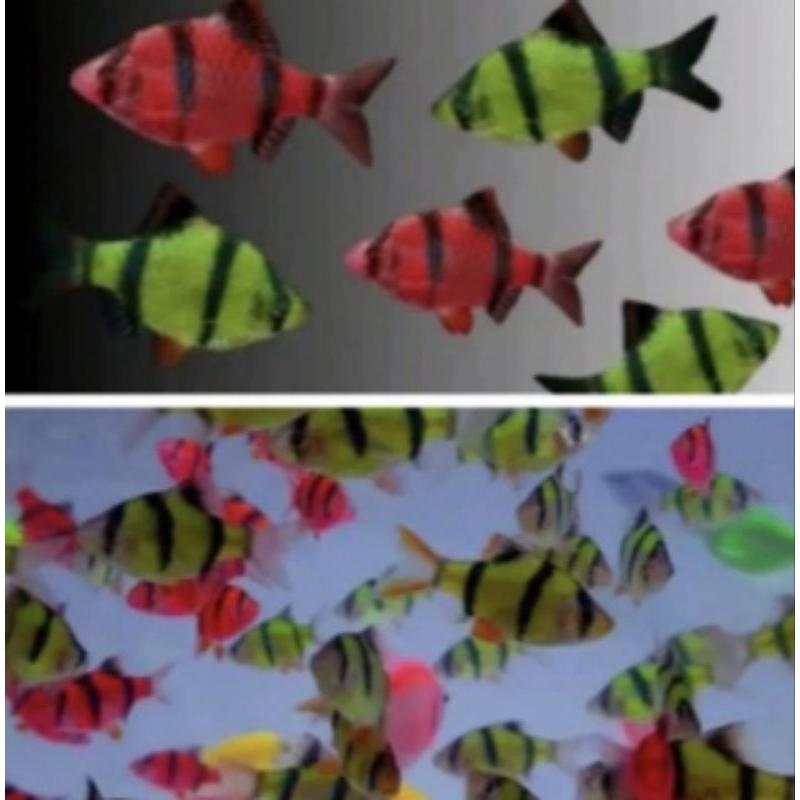 Dekorasi Hiasan Aquarium Isi 10 Sumatra Glofish