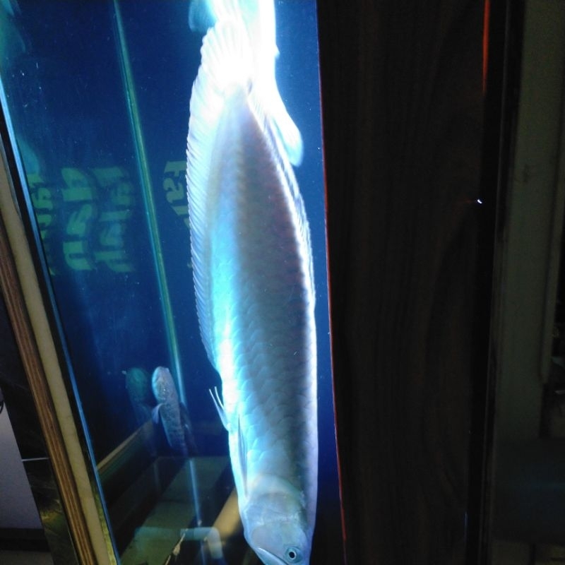 arowana silver