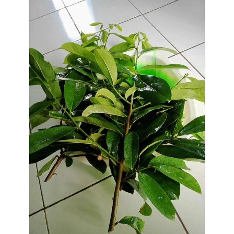 

DAUN SIRSAK BASAH PER LEMBAR