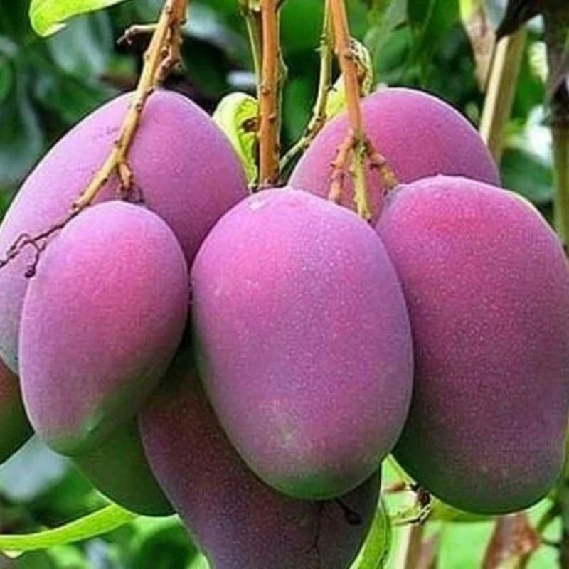 BIBIT Mangga madu hasil okulasi