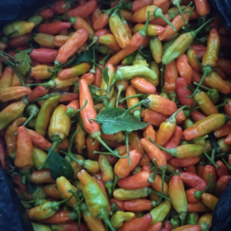 

Cabe Merah Pedas 400grm Kualitas Fresh Langsung Dari Petani